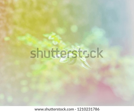 Beautiful sweet Leaves in soft focus style for flora background. Pastel color tone