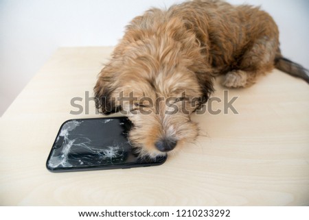 Broken and damaged smartphone with cracks on glass screen next to disobedient puppy. Accident. Dog has ruin and bitten the cell phone. Concept of warranty and lost smartphone 