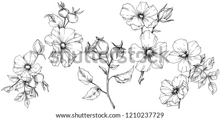 Wildflower rosa canina in a vector style isolated. Black and white engraved ink art. Vector flower for background, texture, wrapper pattern, frame or border. Royalty-Free Stock Photo #1210237729