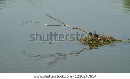 Common Moorhen (Gallinula) with young chick nesting on floating nest in lake