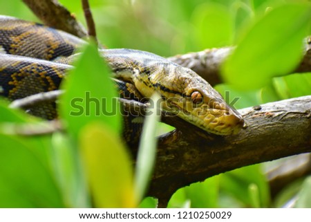 Reticulated python On the tree in nature in Thailand 