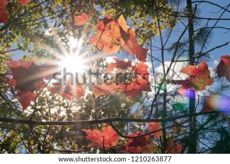 Autumn Leaves and Sunburst