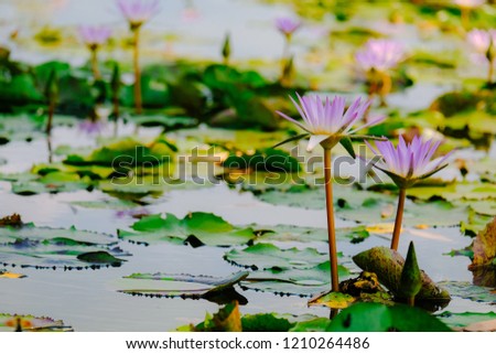 Beautiful lotus flower or water lily on the water after rain in garden. Lotus is the traditions of Hinduism and Buddhism.