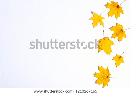 Autumn composition of yellow maple leaves on white background. Flat lay, top view, copy space