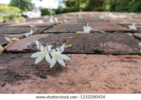White Cork trees flower falling on pathway  in the park