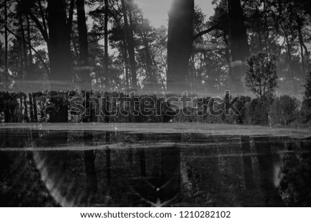 Multiple exposure, creatively photographed forest