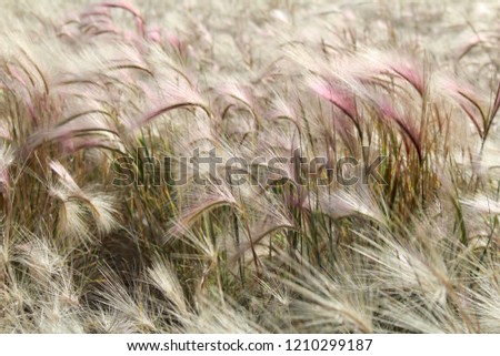 Squirrel Tail Grass in the wind