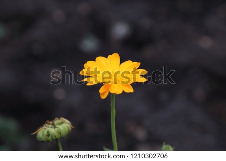 one flower of calendula,  Kyivska oblast, Ukraine 