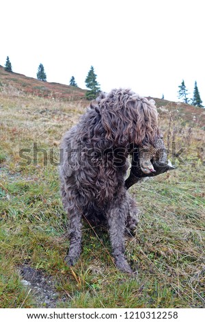 hunting dog with a grouse in the mouth