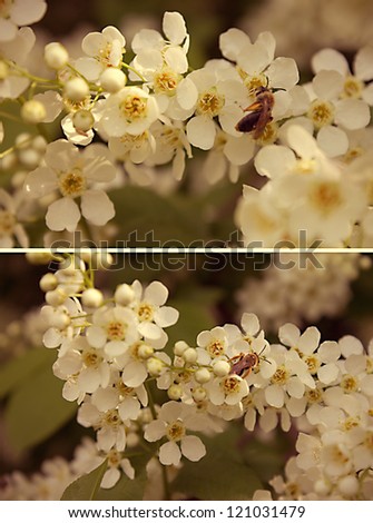 A honey bee on a cherry