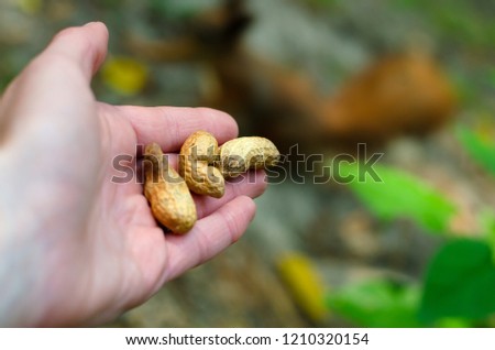 Female hand giving peanuts to a blurred squirrel on the background in the city park. Wild animals concept