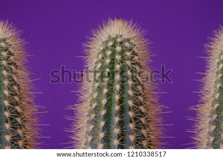 Set of green Cactus on purple background.