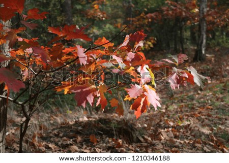 Colorful leaves, red leaves, yellow leaves, brown leaves, in autumn
