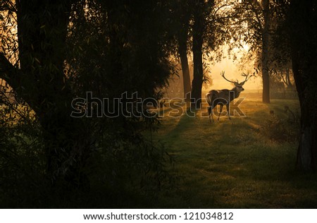 Beautiful deer in the forest with amazing lights at morning in October. View my gallery fore more beautiful nature photos.