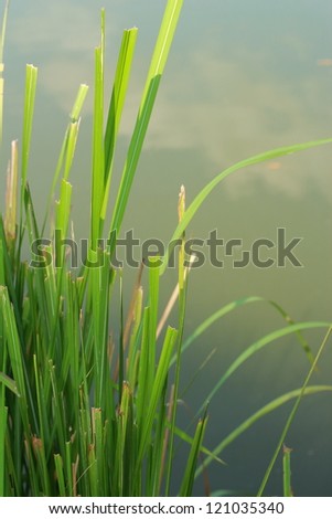 Grass near the lake.