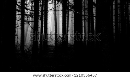 Scary dark forest wallpaper, halloween spooky grunge background