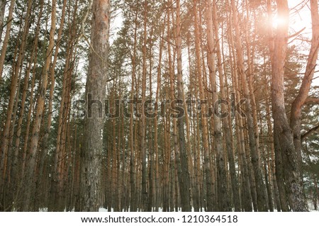 Winter photo of a wood with pine trees. Natural image from the spruce forest. Snowy weather.