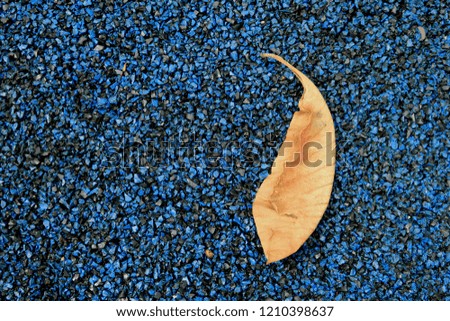 close up dry leaf with background. fallen leaves on the ground. Magic image. New journey. Free space of text