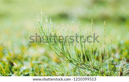 Bouquet of wild flowers of different colors in the vase outdoors or growing on field