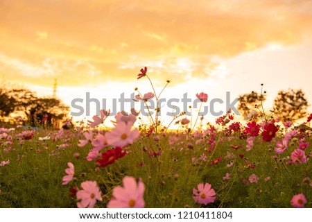 Nissin Aichi japan-2018 21 10 Cosmos flowers Blooming in the garden in Japan .