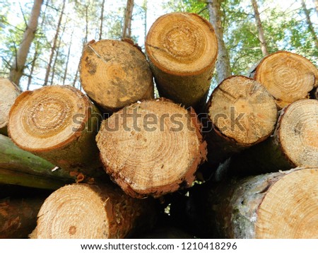 Photo of felled tree trunks lying next to a forest path in the background of an early autumn forest. Visible wood grain in trunks.
