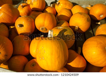 Pumpkins are on display at the farmers market. Harvesting pumpkins in the fall.