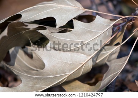 Oak leaves in sunny day in autumn. Background