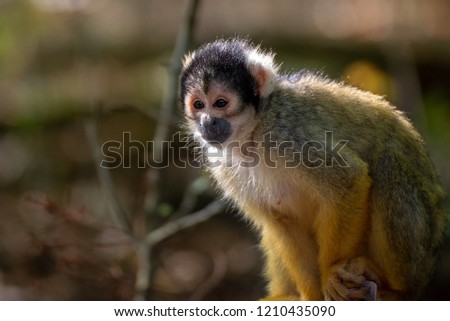 squirrel monkey with shallow depth of field