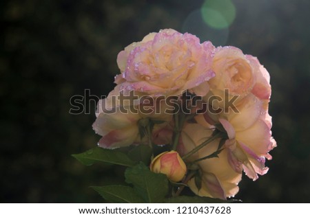 orange rose on natural background