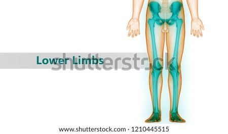 Human Skeleton System Lower Limbs Bones Anatomy. 3D
