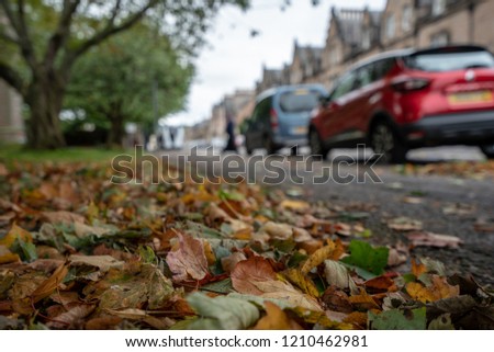 Autumn in the city park. View from ground level. Beautiful bright leaves on the roadside.