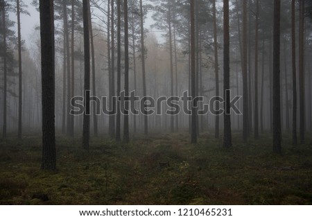 autumn forrest in the morning  Royalty-Free Stock Photo #1210465231