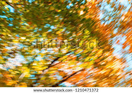 Blurred abstract background of autumn leaves on trees in motion. The concept of rotation in nature in autumn.