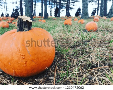 Pumpkin Patch Scenery