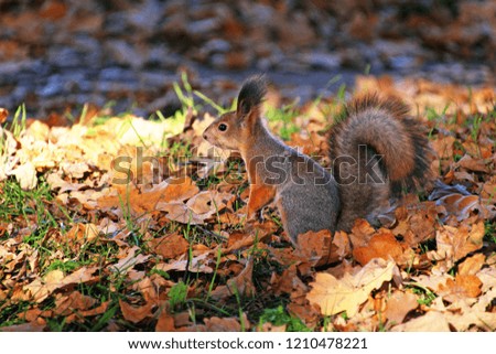 red squirrel in autumn park