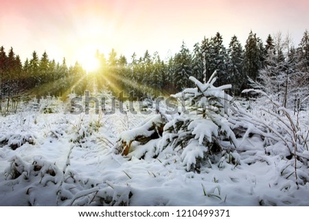 Sunset in winter forest. Winter background.