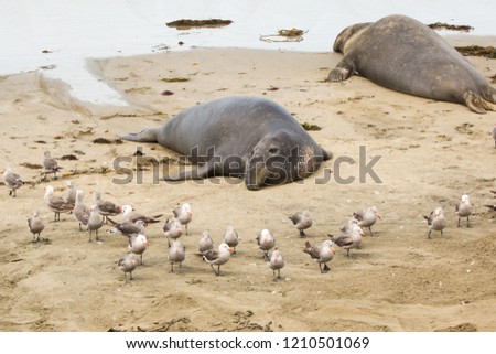 Elephant Seals in Big Sur 08