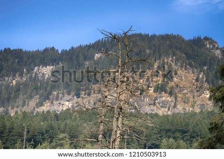 Sparse coniferous forest on the dry slope of the Pre-Himalayas. India, mountains of Sivalik