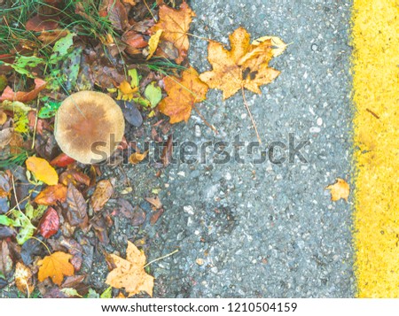 Mushroom and yellowed leaves near asphalt road on the ground