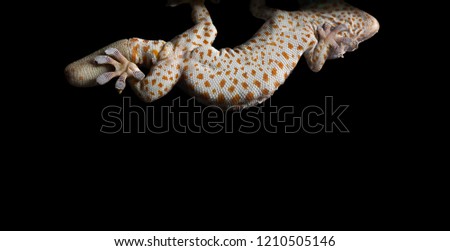 gecko hanging on picture frame, isolated on white background with clipping path