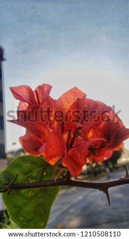 Picture of flower with vivid colors taken during sunset in closeup