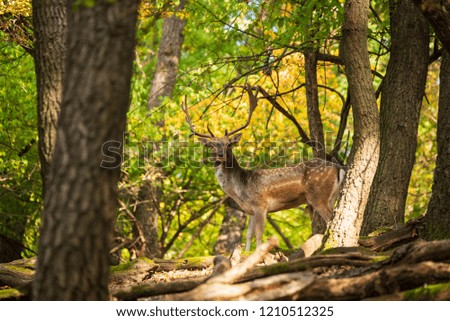 Fallow deer buck in the forest