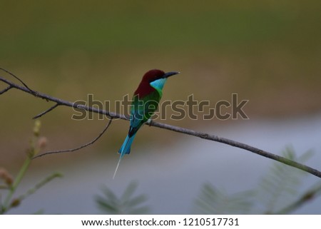 The blue-throated bee-eater (Merops viridis) is a species of bird in the bee-eater family. It is found in south-east Asia in its natural habitat of  tropical mangrove forests.Bird in Thailand.