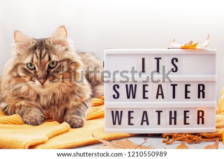 Comfort warm outfit for cold weather and cute fluffy cat. Lightbox with the text It's Sweater Weather. Comfortable autumn, winter clothes shopping, sale, style in trendy colors concept