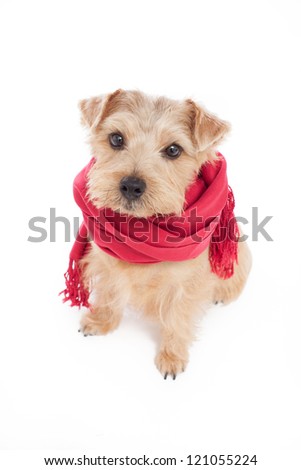 Norfolk terrier dog with muffler, isolated on white background