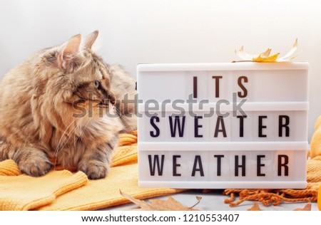 Comfort warm outfit for cold weather and cute fluffy cat. Lightbox with the text It's Sweater Weather. Comfortable autumn, winter clothes shopping, sale, style in trendy colors concept Royalty-Free Stock Photo #1210553407