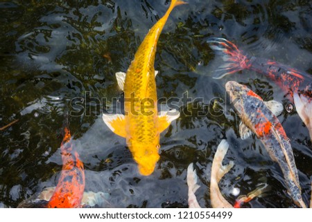 Colorful fancy carp fish in water.It is a mascot of Japan.