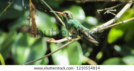 Black tailed Hummingbird (Anthracothorax nigricollis) belongs to the Trochilidae family in this photo we see all its beauty and its beautiful colors in contrast to nature