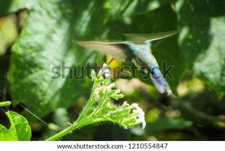 Black tailed Hummingbird (Anthracothorax nigricollis) belongs to the Trochilidae family in this photo we see all its beauty and its beautiful colors in contrast to nature