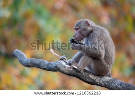 Hamadryas baboon portrait